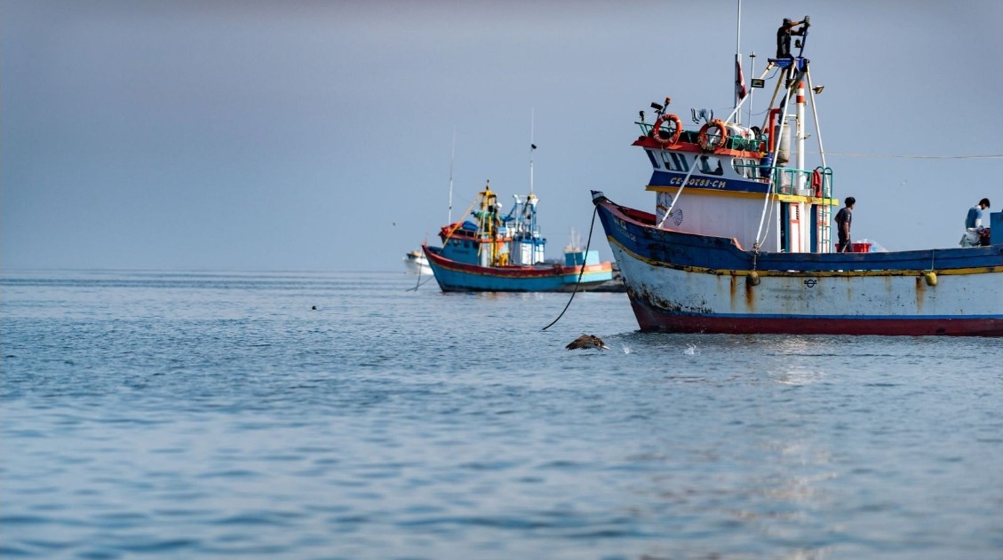 El efecto mariposa de El Niño: el sector de la acuicultura mundial tiembla por la falta de anchovetas en Perú
